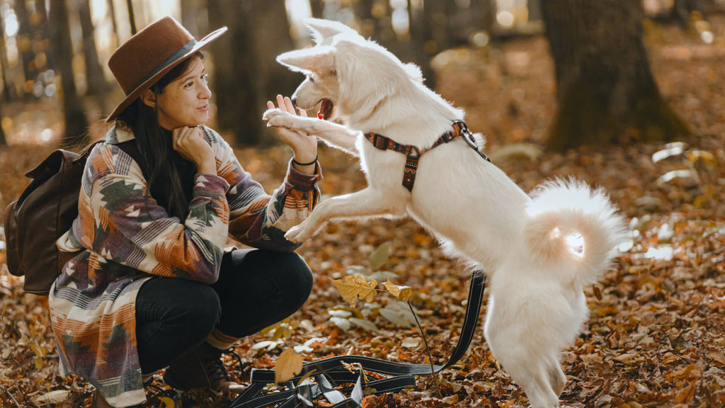 Basic Puppy Training Tips