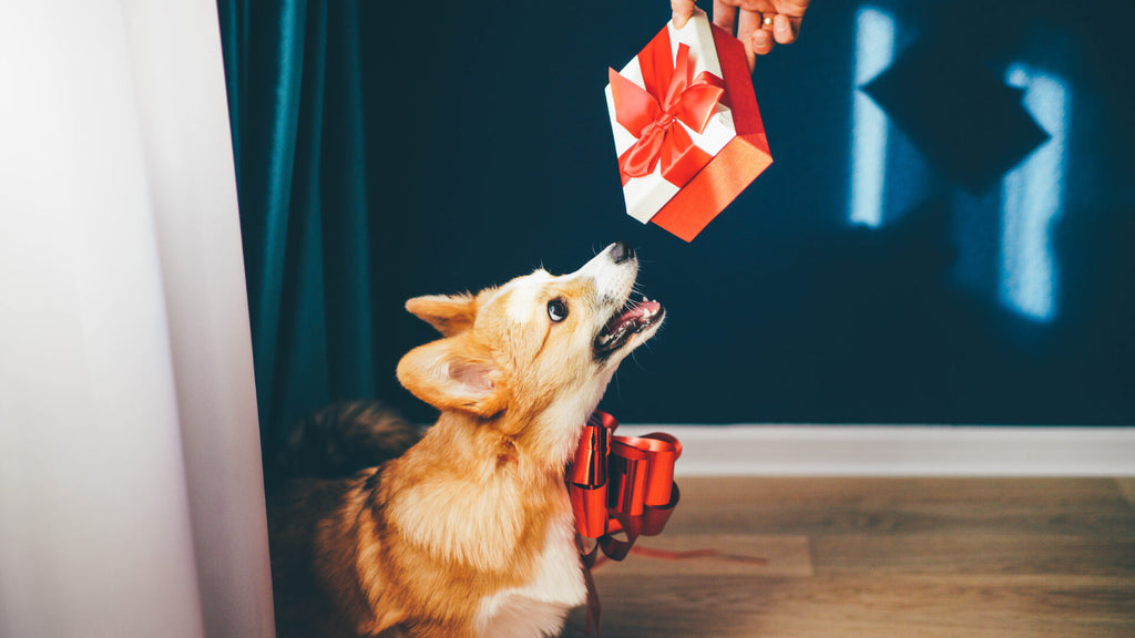 How to Reward Well-behaved Dogs