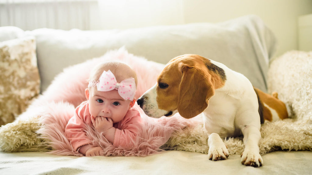 Dog Owner Advice: Introducing a New Baby Into the Home
