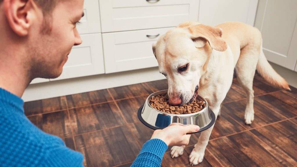 Feeding Your Dog: Top Tips